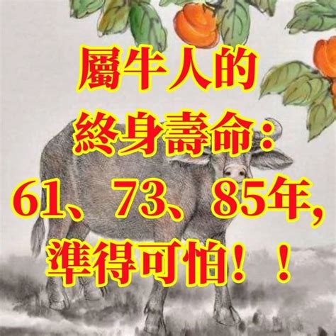 1961生肖配對|【1961生肖配對】1961生肖配對：屬牛者命定的福運良緣！ – 每。